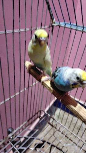 budgies king size pair with eggs 