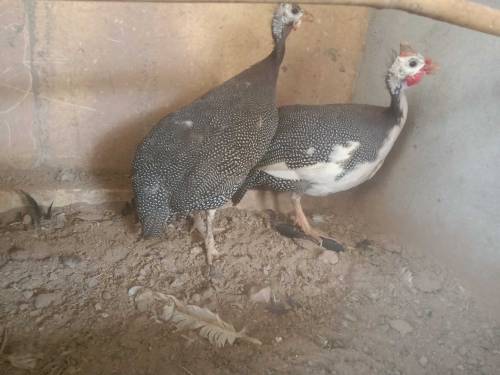 Guinea Fowl