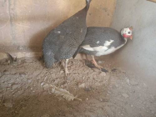 Guinea Fowl