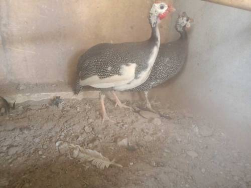 Guinea Fowl