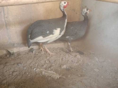 Guinea Fowl