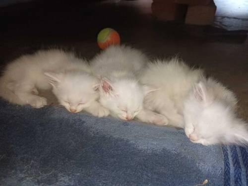 percian cat kitten 3pal coted