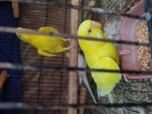 Red eye Australian parrot 6 pairs with 2 cage