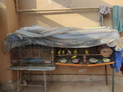 Red eye Australian parrot 6 pairs with 2 cage