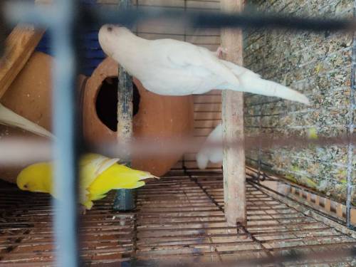 Red eye Australian parrot 6 pairs with 2 cage