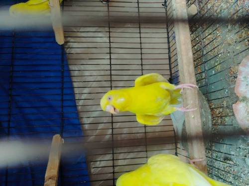 Red eye Australian parrot 6 pairs with 2 cage