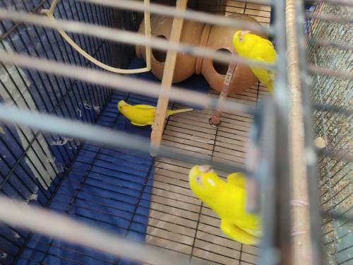 Red eye Australian parrot 6 pairs with 2 cage