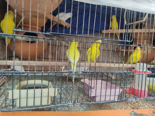 Red eye Australian parrot 6 pairs with 2 cage