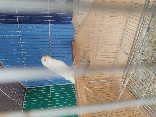Red eye Australian parrot 6 pairs with 2 cage