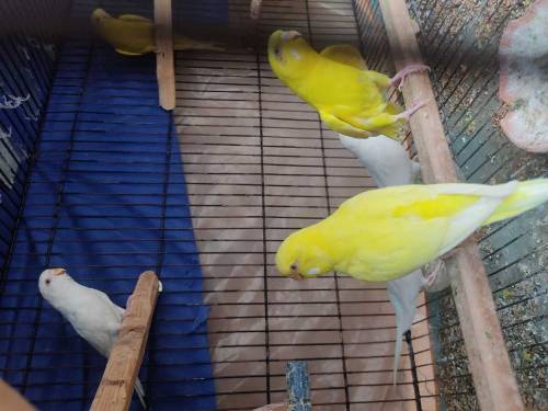 Red eye Australian parrot 6 pairs with 2 cage