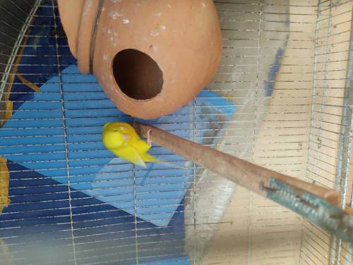 Red eye Australian parrot 6 pairs with 2 cage
