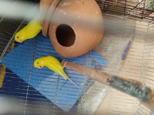 Red eye Australian parrot 6 pairs with 2 cage