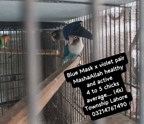 love birds/ birds/parrot