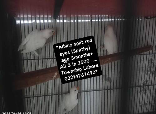 love birds/ birds/parrot