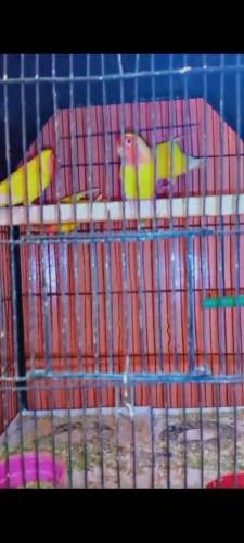 common lotino breeder pair