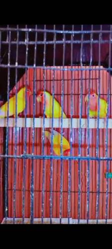 common lotino breeder pair