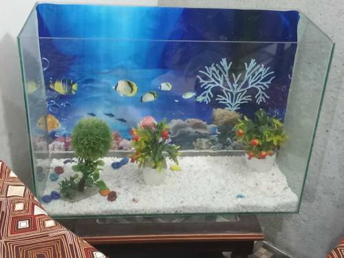 Fish Aquarium Large eize