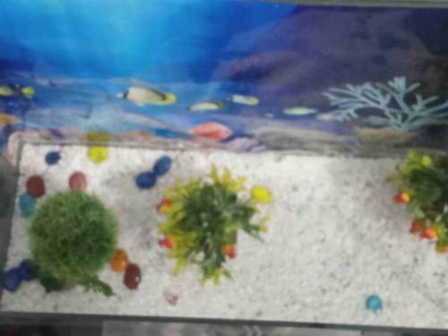 Fish Aquarium Large eize