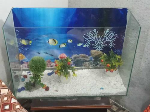 Fish Aquarium Large eize