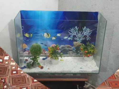 Fish Aquarium Large eize