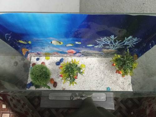 Fish Aquarium Large eize