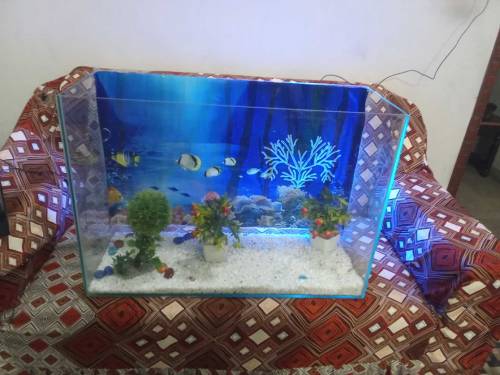 Fish Aquarium Large eize