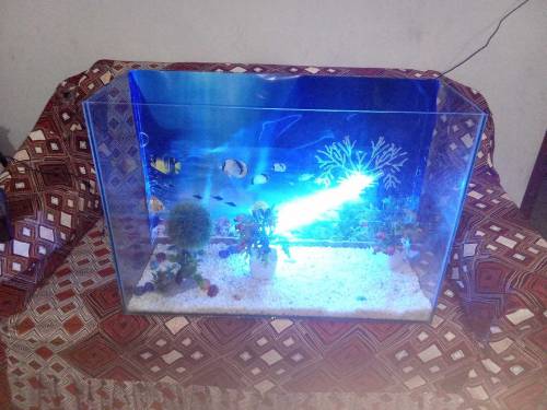 Fish Aquarium Large eize