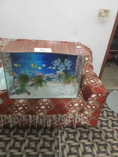 Fish Aquarium Large eize