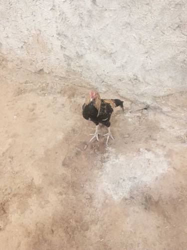 Aseel chick Vacenetid