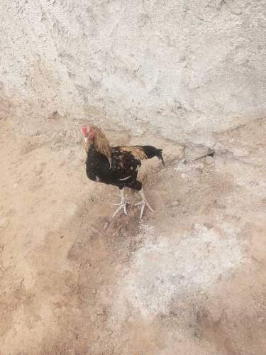 Aseel chick Vacenetid