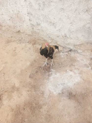 Aseel chick Vacenetid