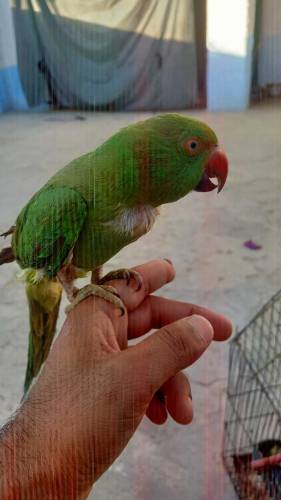 full hands tammed 