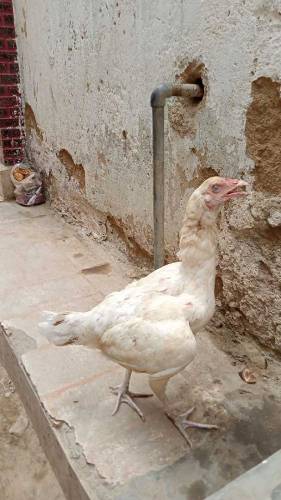 urgent sall 
