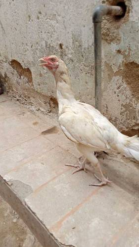 urgent sall 