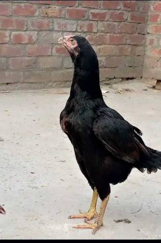aseellllllllllllllllllllllllllllllllllllllllllllllllllllllllllllllllll