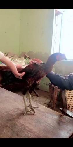 Aseel Thi rooster Age 9 months price not fixed 