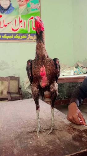Aseel Thi rooster Age 9 months price not fixed 