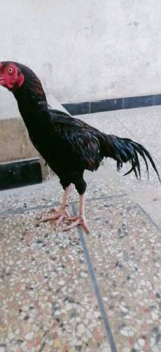 aseel murga for sale rawalpindi 26 number 