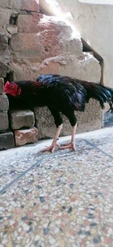 aseel murga for sale rawalpindi 26 number 