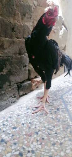 aseel murga for sale rawalpindi 26 number 