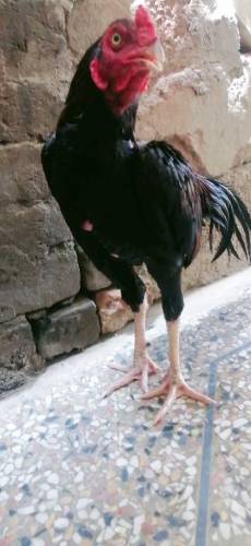 aseel murga for sale rawalpindi 26 number 
