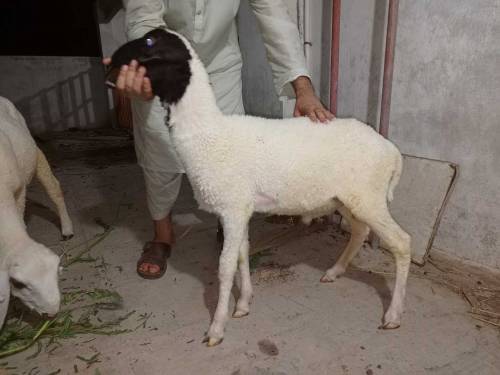 Beautiful Healthy and active male sheeps