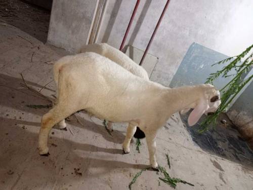 Beautiful Healthy and active male sheeps