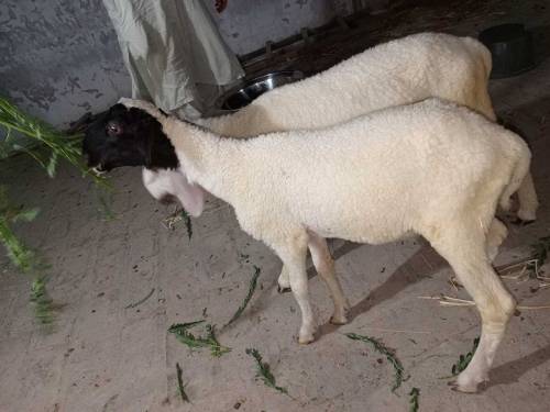 Beautiful Healthy and active male sheeps