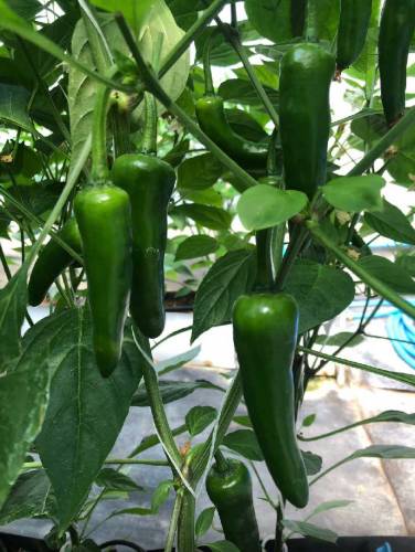 Vegetable seeds Business 