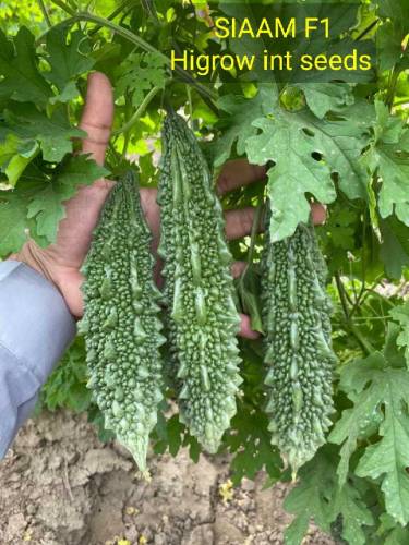 Vegetable seeds Business 