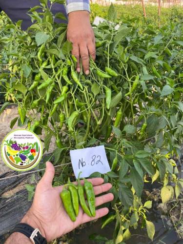 Vegetable seeds Business 