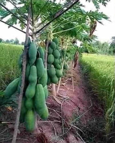 Vegetable seeds Business 