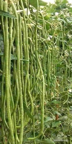 Vegetable seeds Business 