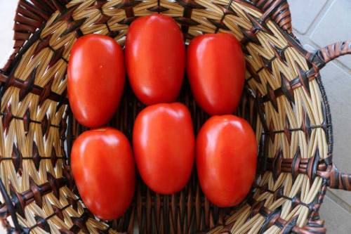 Vegetable seeds Business 